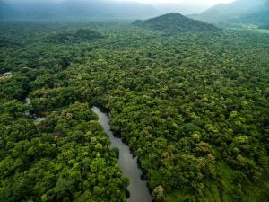 Transparencia sin fronteras: países de América Latina y el Caribe avanzan con FAO hacia sistemas de datos forestales más confiables y abiertos imagen-7