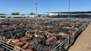 Vacunos: cierre de semana en alza en el Mercado Agroganadero de Cañuelas imagen-2