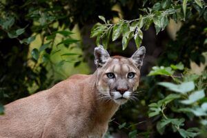 Moreno: temor entre vecinos por un puma suelto desde el sábado imagen-3