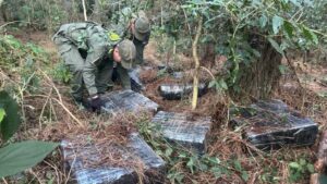 Encuentran más de una tonelada de marihuana en un pinar de Puerto Rico imagen-1