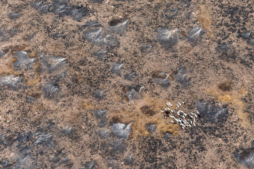 En seis meses se deforestaron ilegalmente 31.000 hectáreas en Santiago del Estero y Chaco, equivalente a una vez y media el tamaño de la ciudad de Buenos Aires imagen-5