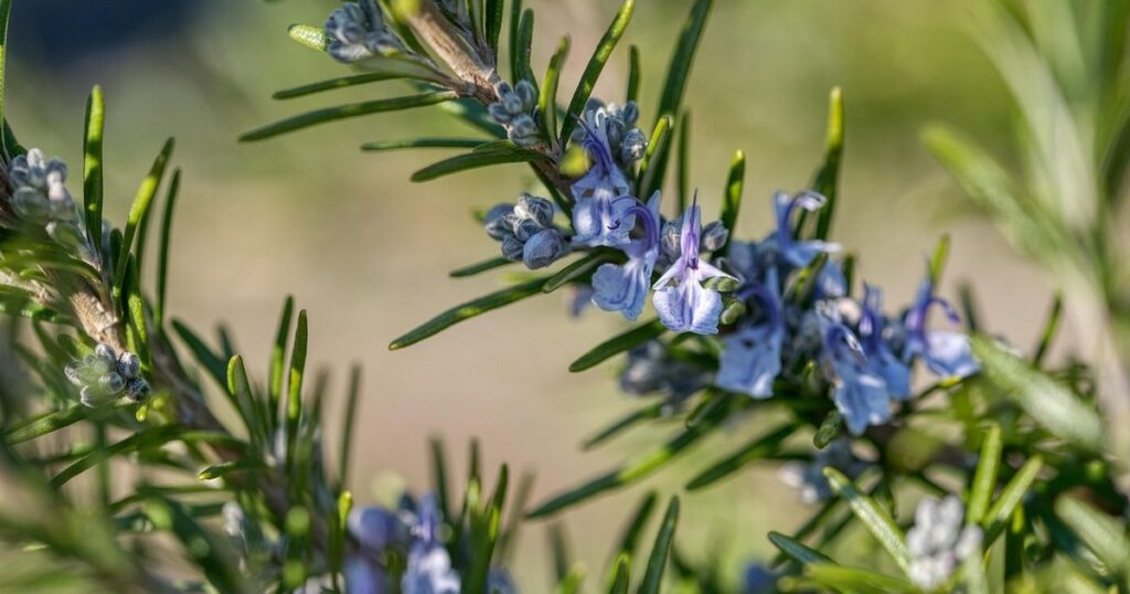 ¿Tu planta de romero tiene flores?: este es el significado de que aparezcan y cómo cuidarlas imagen-4