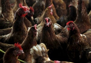 En el invierno la producción de huevos puede disminuir: ¿por qué y cómo mitigar? imagen-8
