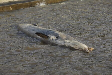 Ballena varada en Costanera Norte: de dónde llegó y cómo será el operativo para trasladarla imagen-7