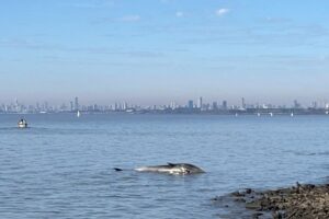Apareció una ballena en la costa de Vicente López imagen-1