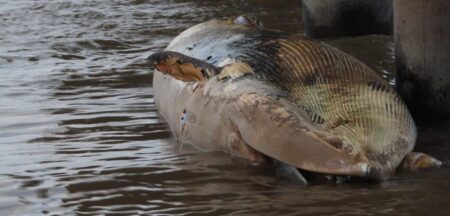 Una ballena encalló en la costa de la ciudad de Buenos Aires: la segunda en la zona en menos de una semana imagen-10