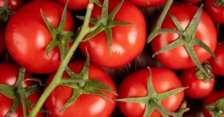 Un chef reveló su truco casero más preciado: cuál es la mejor forma de conservar los tomates imagen-7