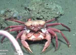 Un científico explicó la expedición que revela los secretos del Mar Argentino: “Nunca en mi vida ví peces así” imagen-4