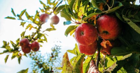 Comer manzanas ayuda a controlar la presión arterial: qué dice la ciencia imagen-24