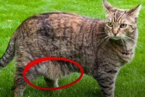 Qué es lo que cuelga de la panza de los gatos imagen-3
