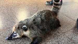 Oberá: rescataron un coatí atropellado en un camino vecinal de Villa Svea imagen-1