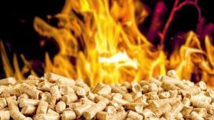 Competitividad industrial | Argentina tiene oportunidades en el sector forestal de desarrollar el mercado de pellets de madera imagen-10