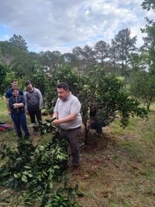 Época de poda: realizarla cada año fortalece la productividad de las plantas imagen-3