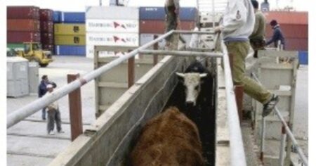 El Gobierno de Uruguay suspendió las exportaciones de ganado en pie imagen-10