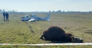 Insólito accidente en Chivilcoy: una avioneta chocó contra un toro durante el aterrizaje imagen-4