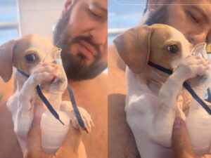 La historia de Tunico, el perrito que se volvió viral por sostener un nebulizador con sus patas imagen-2