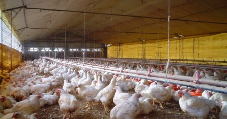 El pollo argentino bajo la lupa ambiental imagen-9