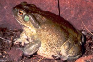 “Abuso generalizado”: la psicodélica razón que amenaza a una particular especie de sapos imagen-3