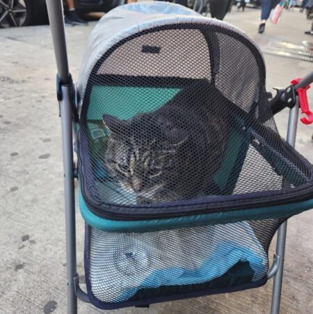 Un cochecito abandonado en la vereda de una concurrida ciudad llamó la atención por quien estaba en su interior: “Tenía una nota desgarradora” imagen-9