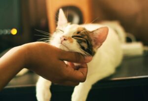 Cuáles son los factores clave por los cuales un gato elige a su persona favorita imagen-2