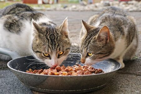 Qué comida de humanos pueden comer los gatos imagen-5