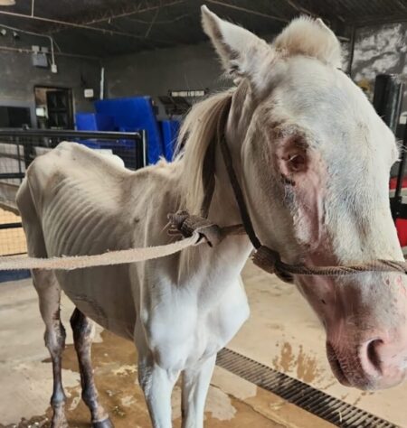 Lo abandonaron en un descampado; tenía heridas en el cráneo y había perdido un ojo: “Los golpes que recibió fueron demasiados” imagen-11