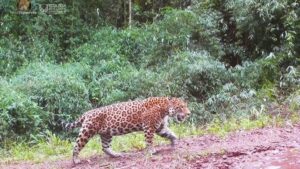 Volvió el yaguareté al Valle del Cuña Pirú tras más de tres años de ausencia imagen-2