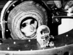 La historia de Juan, el mono astronauta que se convirtió en el primer habitante argentino en visitar el espacio imagen-3