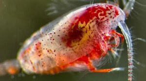 Los diminutos y poco apreciados animales que ayudan a reducir el calentamiento global imagen-3