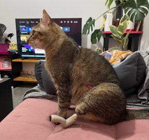 Por primera vez en Misiones, un gato recibió una prótesis ortopédica imagen-11