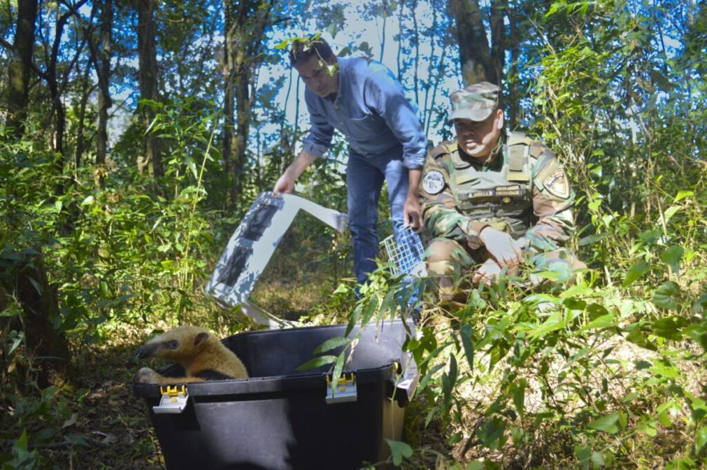 Un oso melero rescatado fue reinsertado en su hábitat natural imagen-4