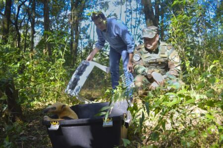 Un oso melero rescatado fue reinsertado en su hábitat natural imagen-24