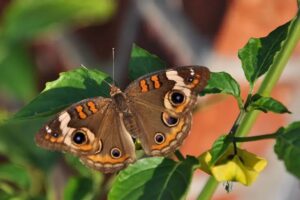 Cómo los insectos reaccionan a los “gritos imperceptibles” de las plantas imagen-1