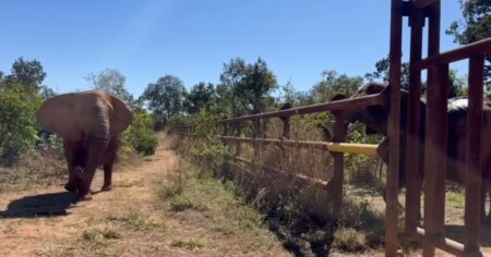 Primer encuentro de las elefantas Kenya y Pupy en el Mato Grosso: intento fallido, golpes con la trompa y un exitoso pedido de valentía imagen-14