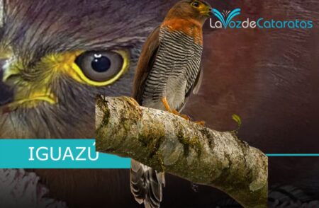 Rehabilitaron y liberaron a un halcón montés chico: una especie emblemática de la selva misionera imagen-13