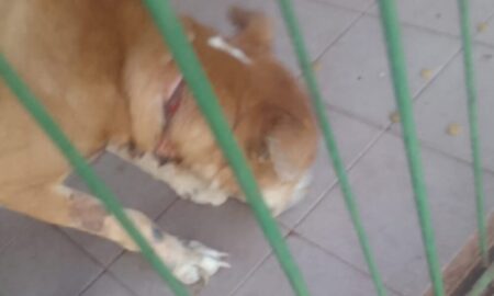 Posadeña pide ayuda para rescatar a un perro encerrado: “Está degollado” imagen-11