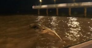 Encuentran a otra ballena muerta en la Costanera: es la segunda en menos de una semana imagen-2