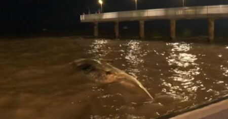 Encuentran a otra ballena muerta en la Costanera: es la segunda en menos de una semana imagen-18