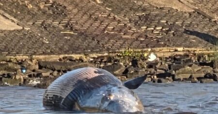 Por qué apareció una ballena muerta en la costa de Vicente López imagen-27