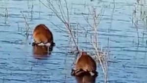 El frío extremo congeló los Esteros del Iberá y los carpinchos caminaron sobre el hielo imagen-2