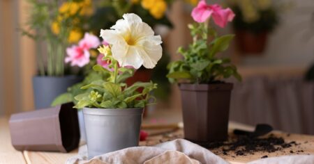 La planta que es ideal para balcones: florece durante todo el invierno y es de bajo mantenimiento imagen-13
