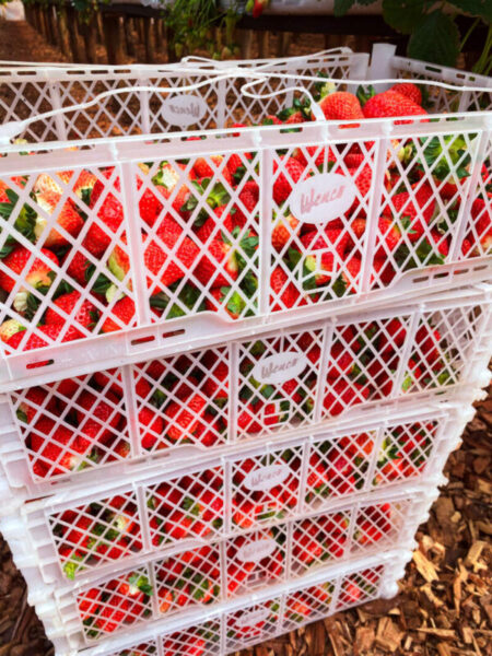 Frutillas de Misiones: logran un rendimiento superior al promedio con tecnologías sustentables imagen-5