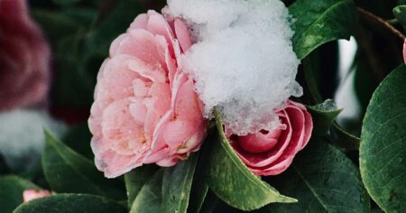 Cómo cuidar tus flores en invierno: el mejor truco para que sigan creciendo en los meses más fríos del año imagen-11