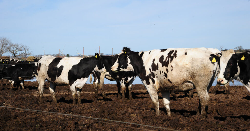 Estados Unidos: por la baja rentabilidad del tambo, una raza lechera se destina cada vez más a la producción de carne imagen-5