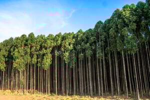 Forestación | Con ensayos en el NEA, el INTA busca mejorar la resistencia al frío y la calidad de la madera imagen-7