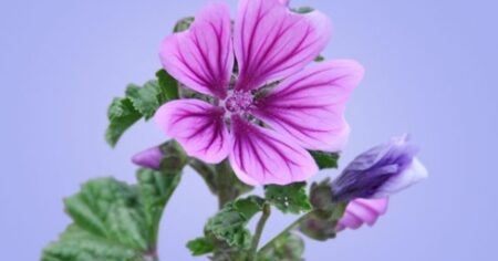 Malva, el color hallado por casualidad que vistió a reinas y salvó vidas imagen-19