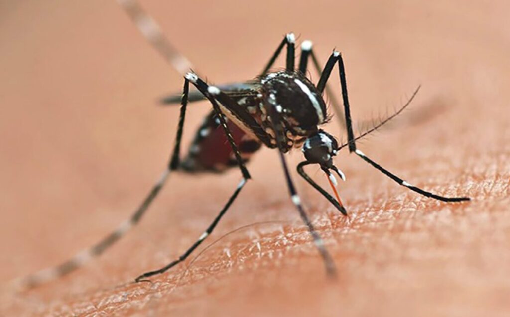 Brasil: Paraná inaugura la mayor biofábrica de mosquitos del mundo para combatir dengue, zika y chikungunya imagen-5