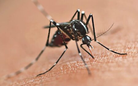 Brasil: Paraná inaugura la mayor biofábrica de mosquitos del mundo para combatir dengue, zika y chikungunya imagen-11