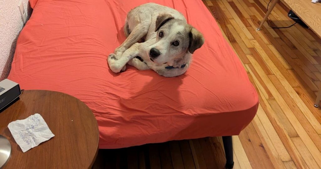 Pintado y muy lastimado: la enternecedora historia de Bluey, un perro de 3 patas que fue rescatado en grave estado y hoy tiene una segunda oportunidad imagen-5