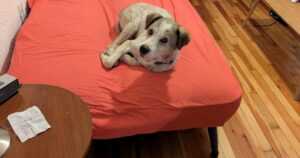 Pintado y muy lastimado: la enternecedora historia de Bluey, un perro de 3 patas que fue rescatado en grave estado y hoy tiene una segunda oportunidad imagen-3